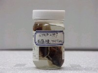 藏品(淺海小鮋)的圖片